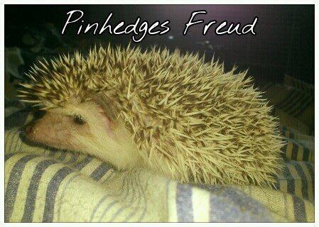 Pinhedges pindsvin opdræt billede 1