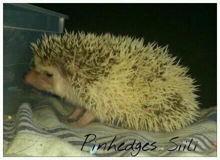 Pinhedges pindsvin opdræt billede 2