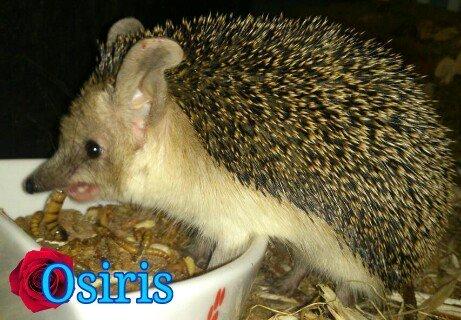 Pinhedges pindsvin opdræt - Egyptisk langøret pindsvin billede 3