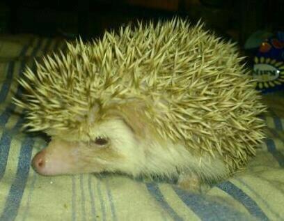 Pinhedges pindsvin opdræt billede 4