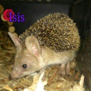 Pinhedges pindsvin opdræt - Egyptisk langøret pindsvin billede 5