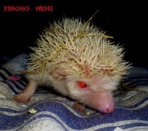 Pinhedges pindsvin opdræt billede 6