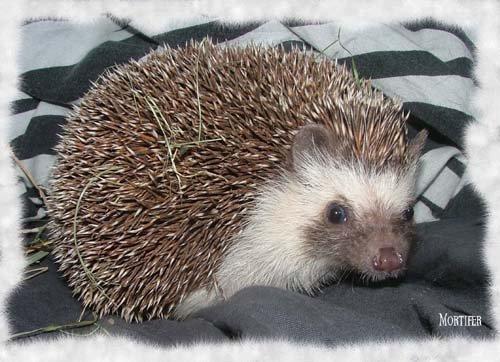 Pinhedges pindsvin opdræt billede 7