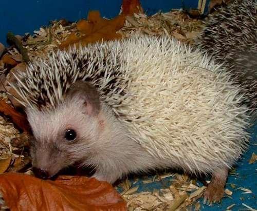 Pinhedges pindsvin opdræt billede 8