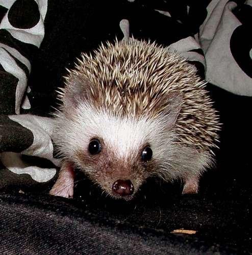 Pinhedges pindsvin opdræt billede 9