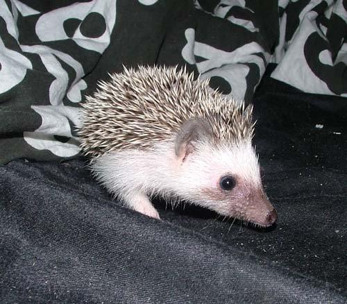 Pinhedges pindsvin opdræt billede 10