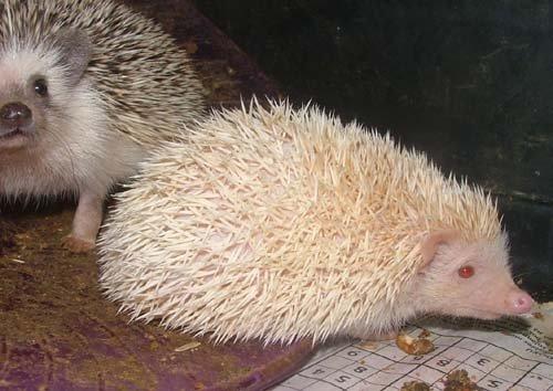 Pinhedges pindsvin opdræt billede 11