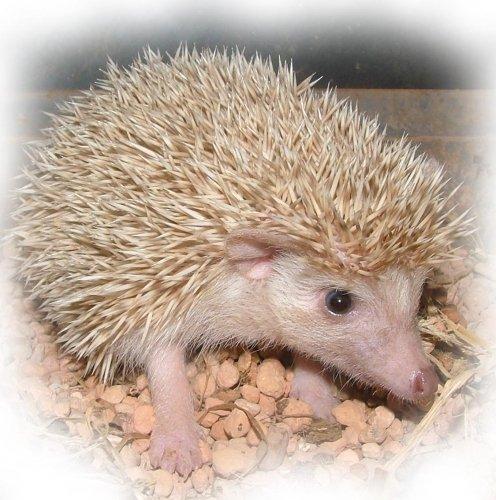 Pinhedges pindsvin opdræt billede 12