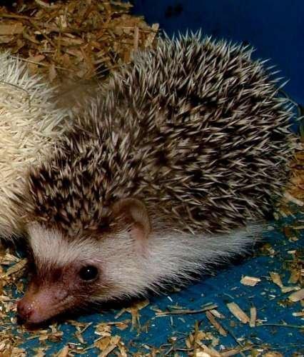 Pinhedges pindsvin opdræt billede 13