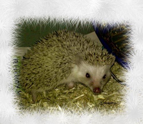 Pinhedges pindsvin opdræt billede 14