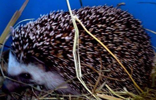 Pinhedges pindsvin opdræt billede 15