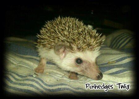 Pinhedges pindsvin opdræt billede 16