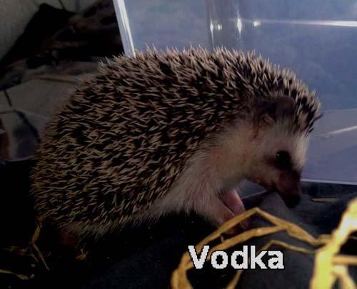 Pinhedges pindsvin opdræt billede 17