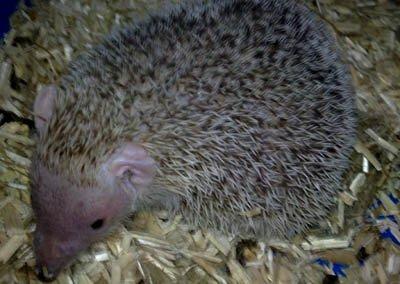 Pinhedges pindsvin opdræt - Karma - tenrec billede 18