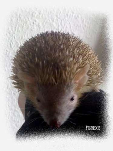 Pinhedges pindsvin opdræt - Autumn - Tenrec billede 19