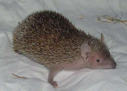 Pinhedges pindsvin opdræt - Rain - Tenrec billede 20