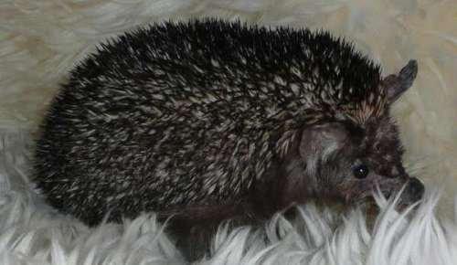 Pinhedges pindsvin opdræt - Cognac - Indisk langøret pindsvin (R.I.P.) billede 21