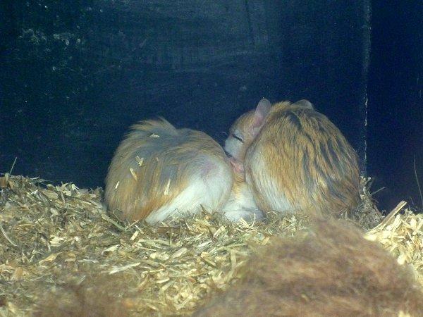 Underlige sovestillinger? billede 2