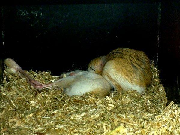 Underlige sovestillinger? billede 3