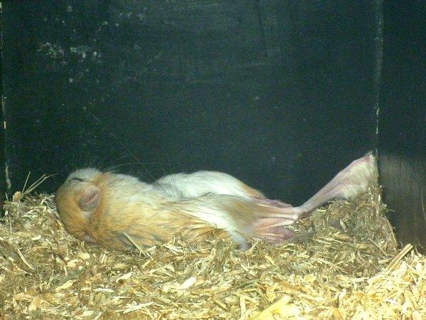 Underlige sovestillinger? billede 4