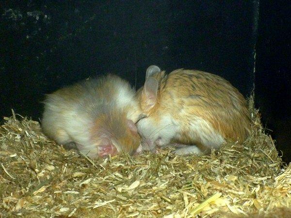 Underlige sovestillinger? billede 5