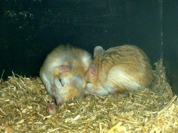 Underlige sovestillinger? billede 6