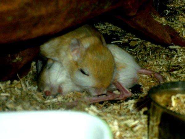 Underlige sovestillinger? billede 7