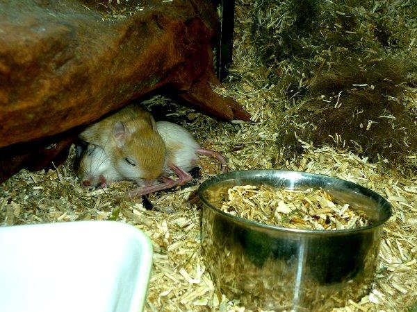 Underlige sovestillinger? billede 8