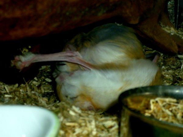 Underlige sovestillinger? billede 9