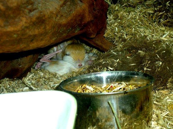 Underlige sovestillinger? billede 10