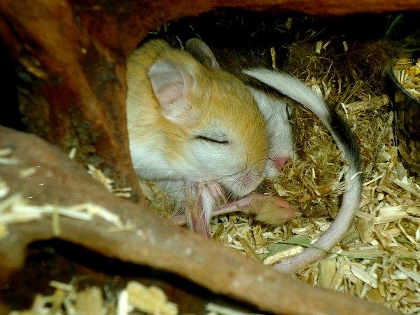 Underlige sovestillinger? billede 11