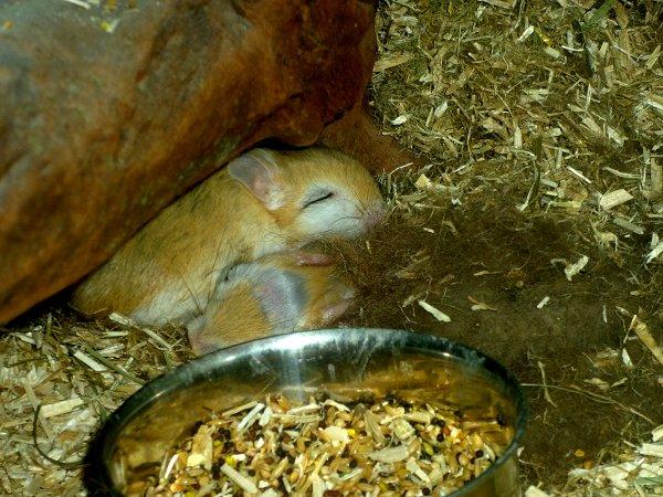 Underlige sovestillinger? billede 12