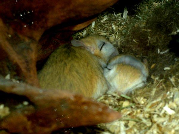 Underlige sovestillinger? billede 13