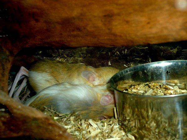 Underlige sovestillinger? billede 14