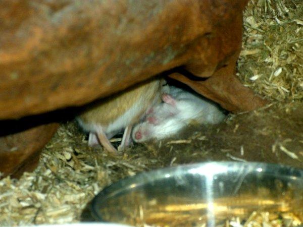 Underlige sovestillinger? billede 15