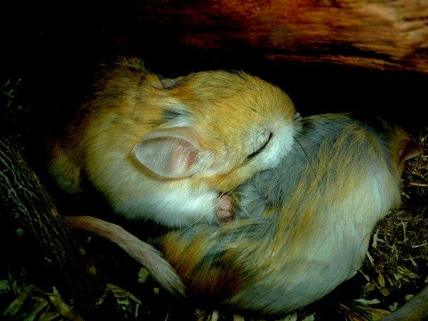 Underlige sovestillinger? billede 16