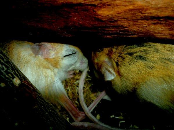 Underlige sovestillinger? billede 17