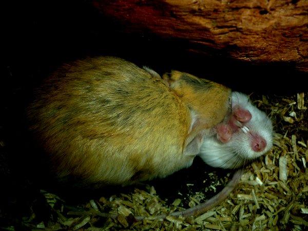 Underlige sovestillinger? billede 20