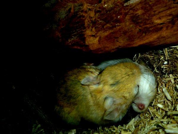 Underlige sovestillinger? billede 22