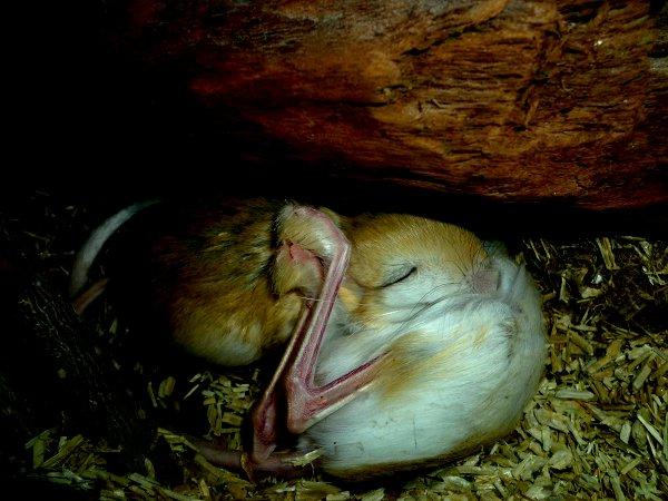 Underlige sovestillinger? billede 23