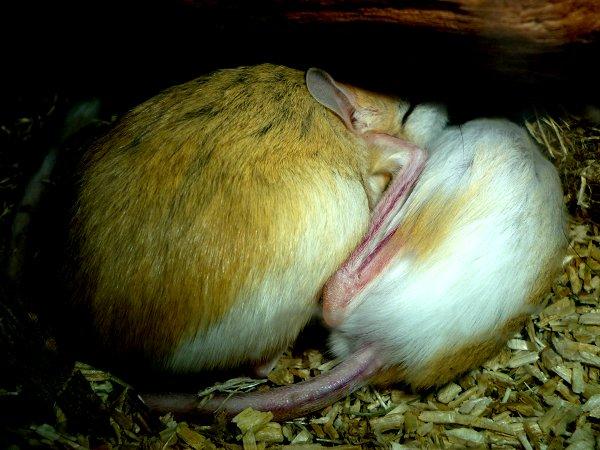 Underlige sovestillinger? billede 24