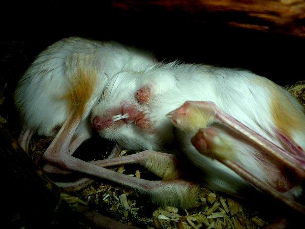 Underlige sovestillinger? billede 25