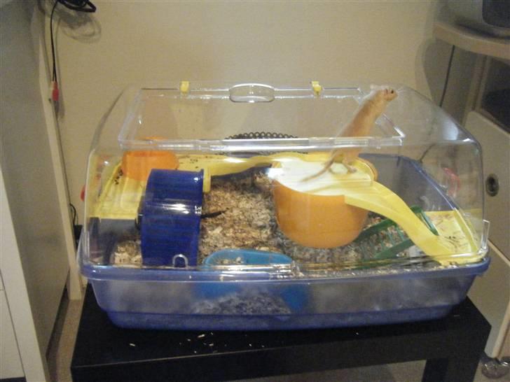 Mit nye bur! - Her er et billed af hele buret billede 1