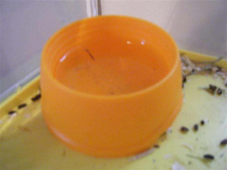 Mit nye bur! - Da der ikke er lavet plads til en vandflakse drikker de af denne :D billede 2