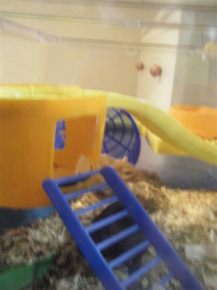 Mit nye bur! - De kommer op på platformene ved hjælp af trapper :) billede 4