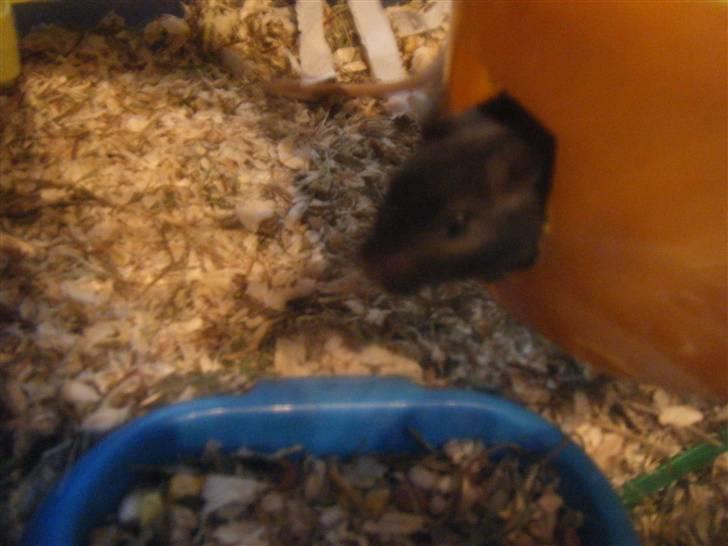 Mit nye bur! - Dette her er deres hus :) men de bruger det ikke til at sove i endnu billede 5