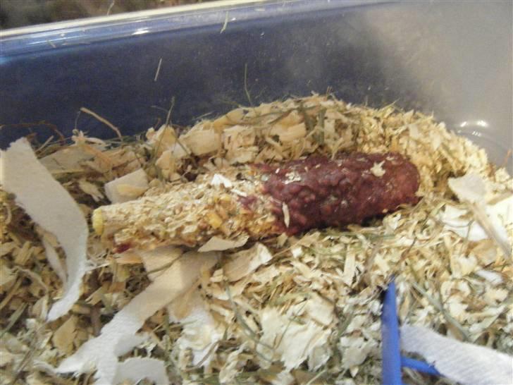 Mit nye bur! - De har næsten altid en gnavestang til rådighed :D og dem elsker de! :) billede 7