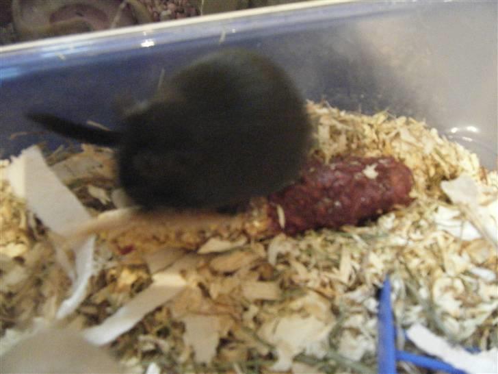 Mit nye bur! - Her spiser Findus af gnavestangen :D 
Jeg har lagt en hel masse hø og savsmuld i deres bur, så de rigtig kan fået gravet, da de elsker det vildt høj! :D billede 8