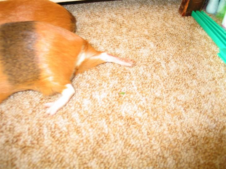 Musse der ligger mærkeligt haha.. - Se lige det ben haha... billede 1