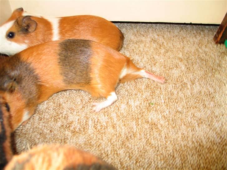 Musse der ligger mærkeligt haha.. billede 3